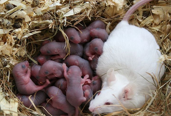 Can Female Lab Rats be Victims of Patriarchy, Too?