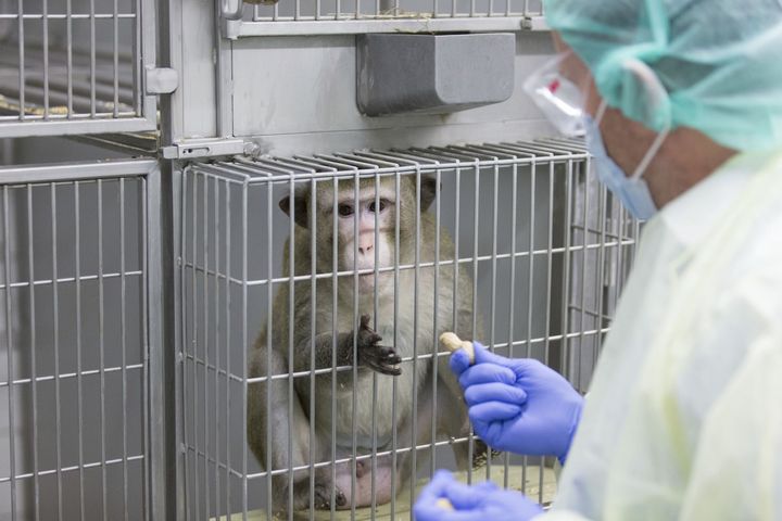 U.S Lab Transitioned Male Monkeys to Study HIV/AIDS